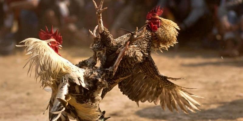 Các tính năng nổi bật của đá gà EE88